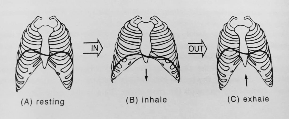 Ребра при вдохе и выдохе. Грудная клетка на вдохе и выдохе. Положение ребер и диафрагмы при вдохе и выдохе. Вдох и выдох движение диафрагмы и грудной клетки.