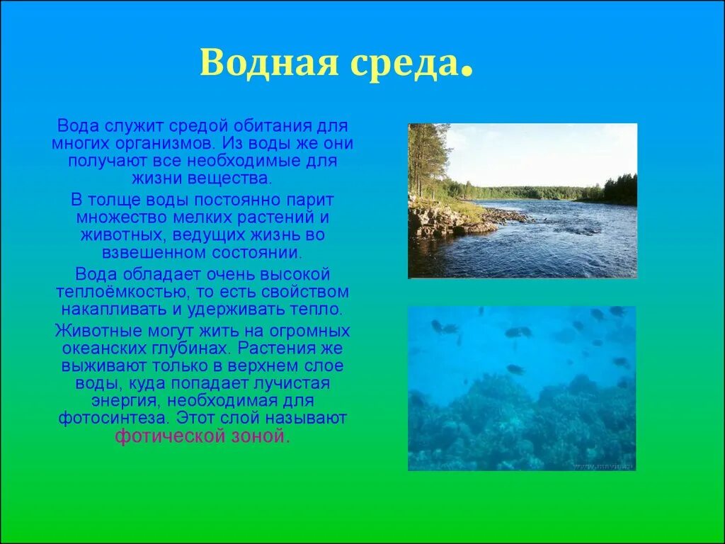 Водная среда доклад. Вода как среда жизни организмов. Среды обитания доклад. Сообщение на тему водная среда жизни. Сообщение о любой среде обитания