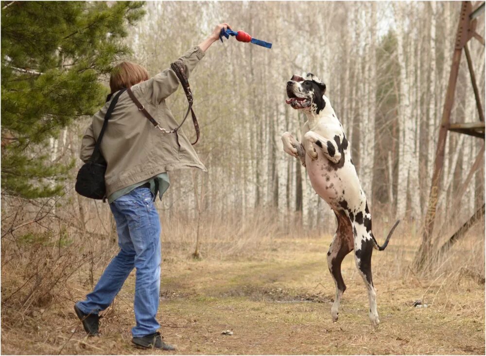 Пес из undertale. Как победить догами. Как победить догами. Догами и догаресса. Догами и догаресса undertale.