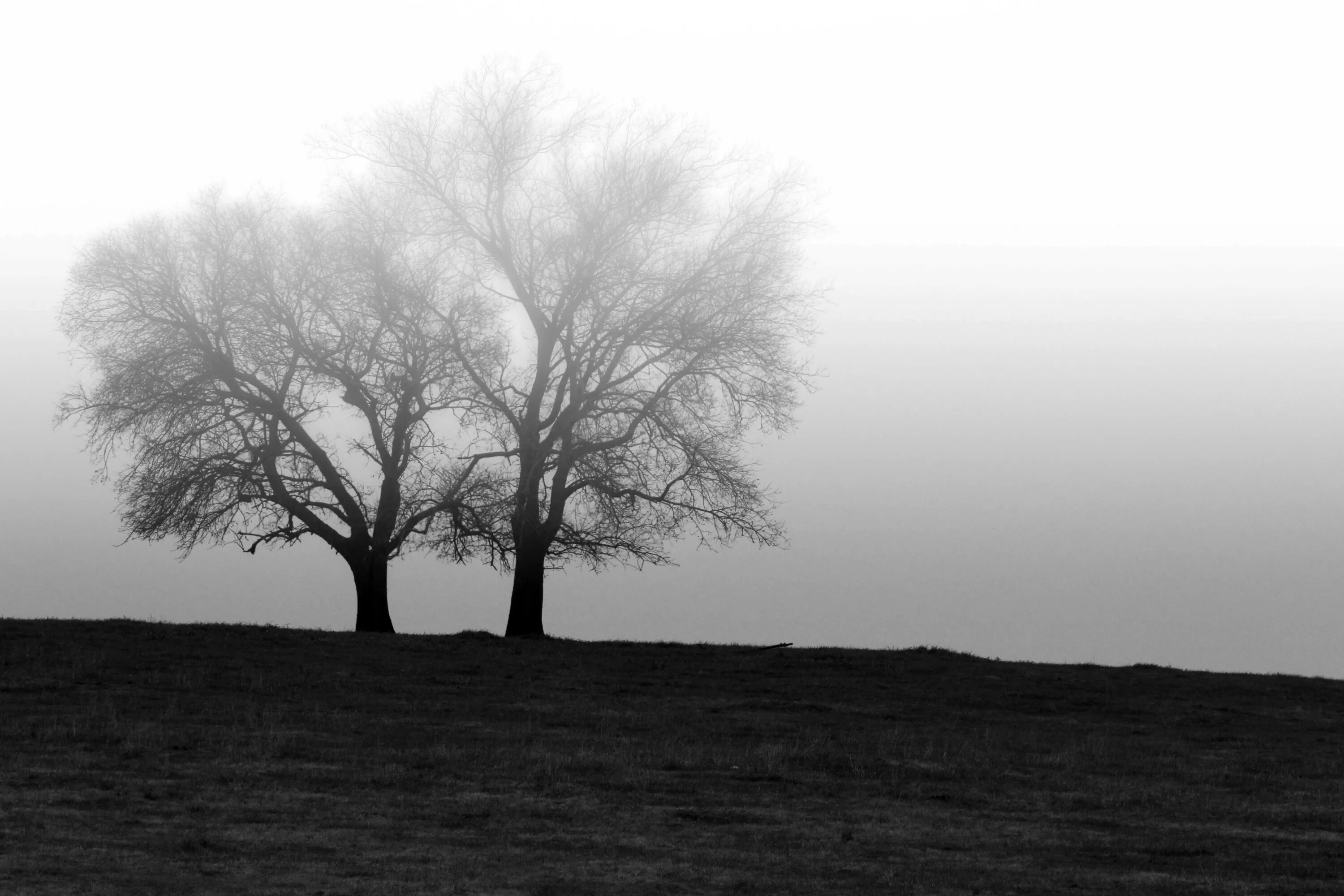 Одинокое дерево. Деревья в тумане. Серое дерево.