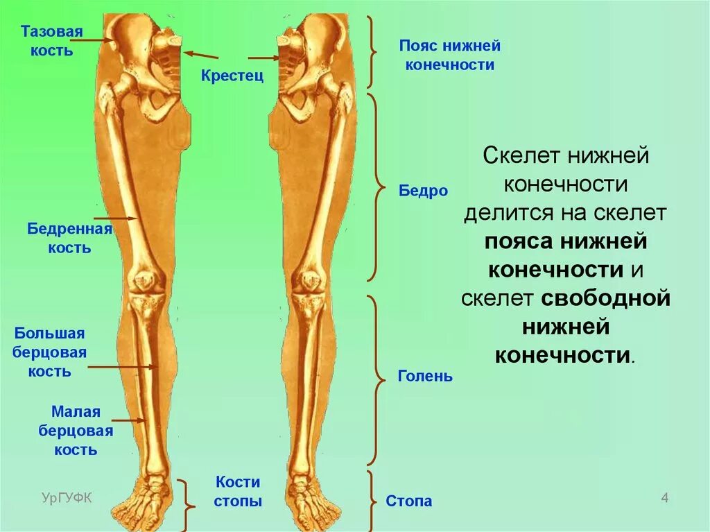 Нога анатомия строение кости. Нижняя конечность кости ноги анатомия. Нижние конечности человека анатомия кости берцовая кость. Берцовая кость 4) бедренная кость. Значение правой ноги