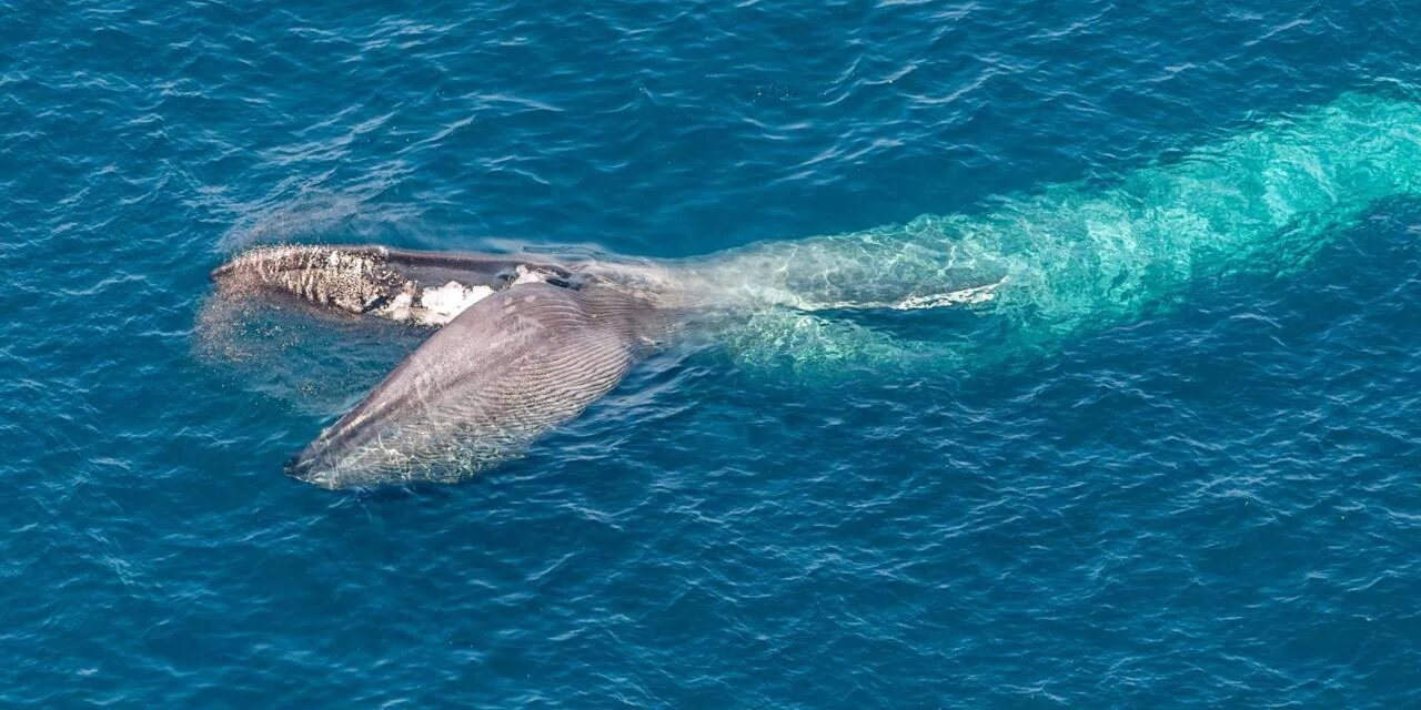 Масса синего кита достигает. Голубой кит Balaenoptera musculus. Синий кит 33 метра. Голубой кит 33 метра. Синий кит блювал.