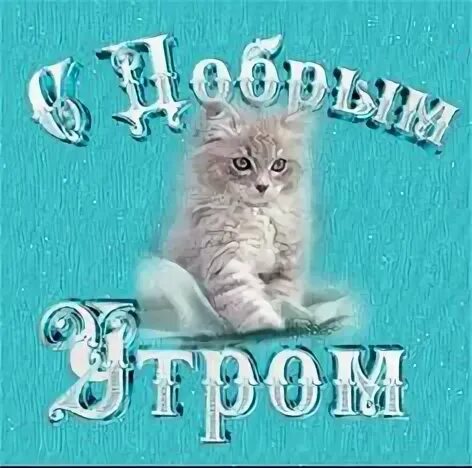 С добрым утром любимый котик. Доброе утро котенок. открытки с добрым утром с котиками. доброе утро котенок гифки. доброе утро котенок мой.