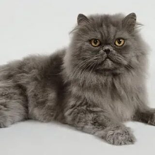 Ко т