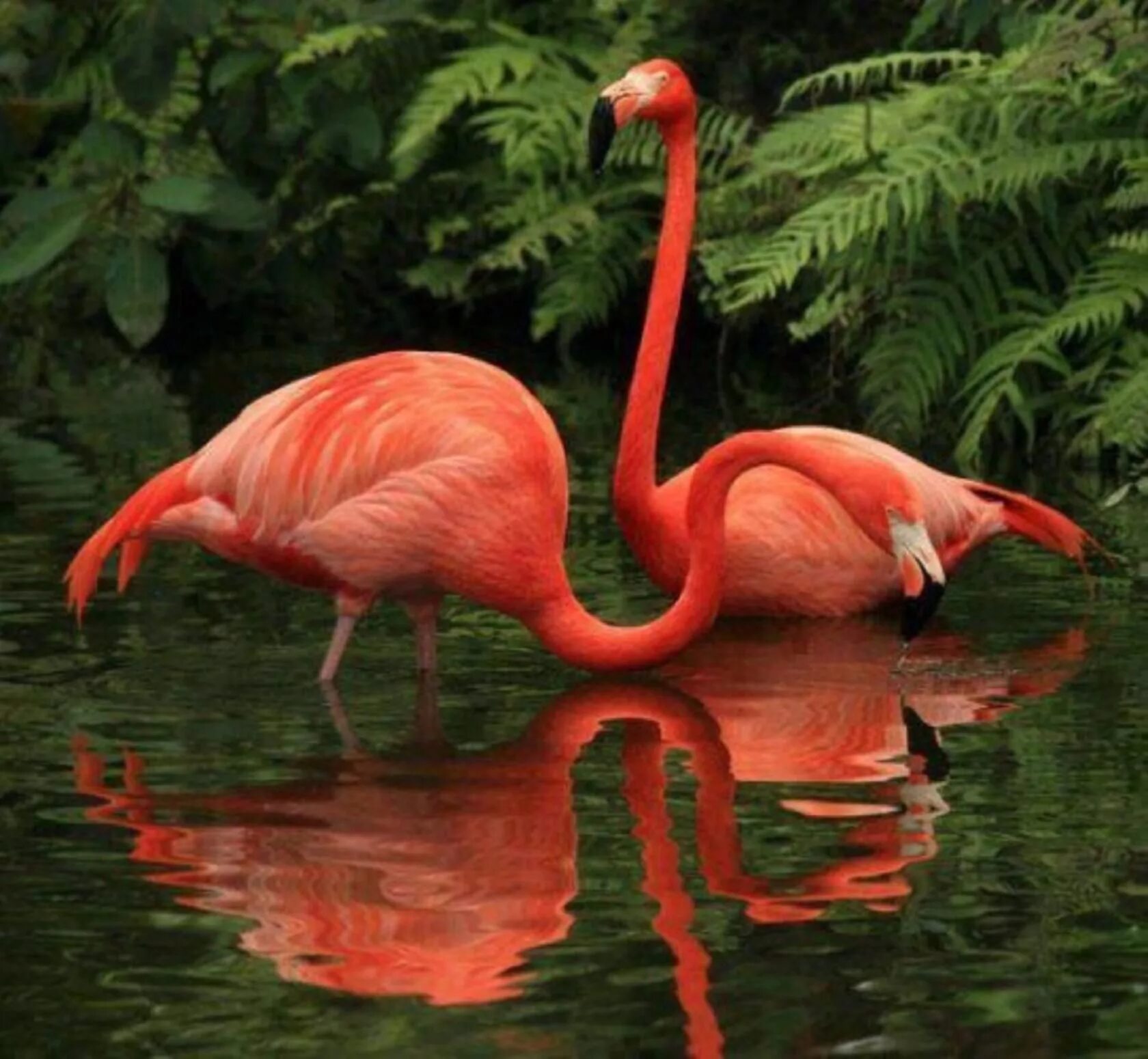Красный лебедь. Падальщик Фламинго. Розовый Фламинго. Розовый Фламинго дитя. Фламинго в природе.
