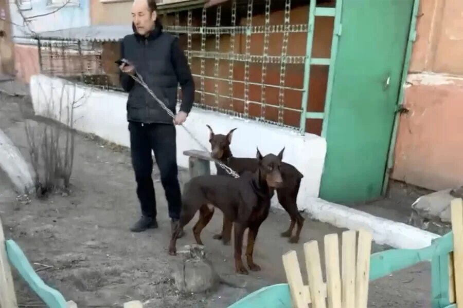 Нападение хозяин. Доберман с хозяином. Нападения собак в Улан-Удэ 2023. Доберман нападает.