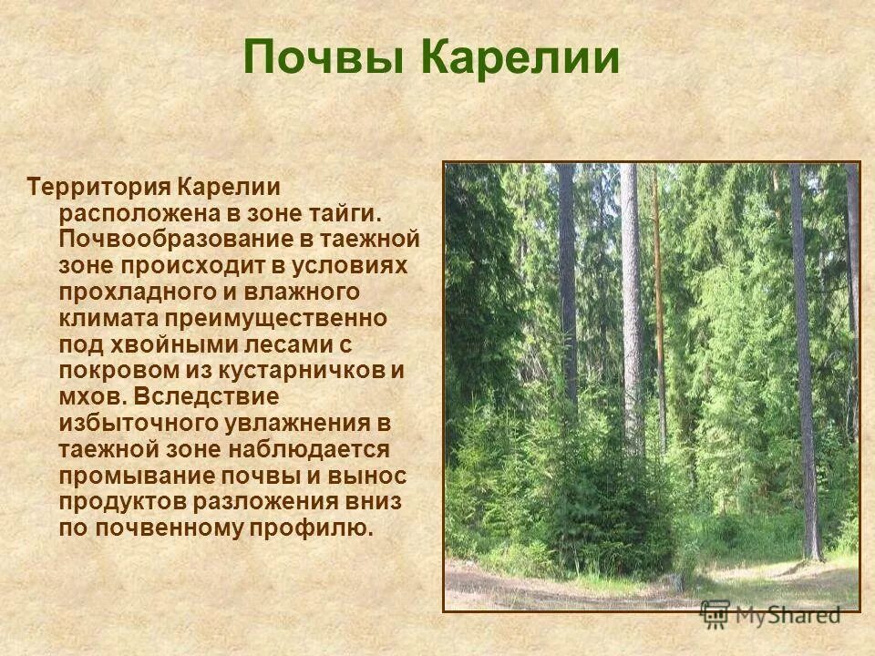 какие почвы в карелии. почвенные ресурсы карелии. какие почвы в карелии. сведения о почвах карелии. какие почвы в карелии.