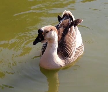 Они есть на лапах водоплавающих