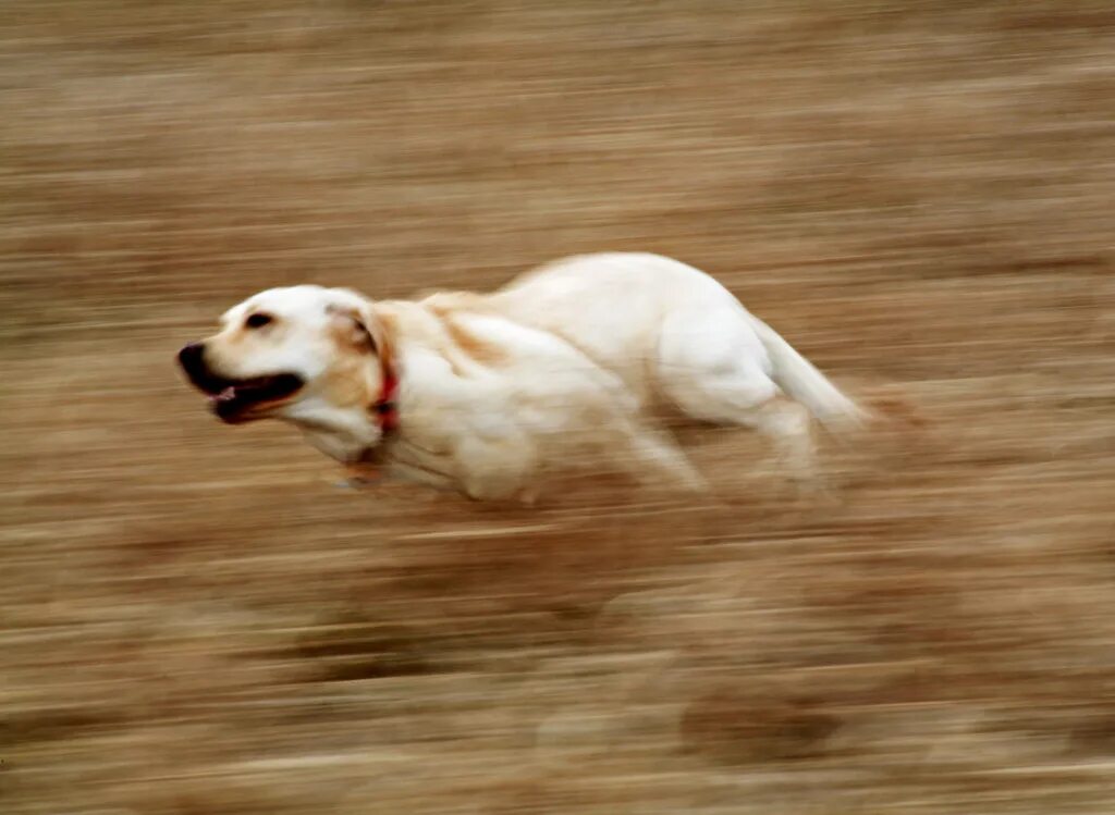 It is very fast. Собака бежит. Собака в движении. Щенок бежит. Собака убегает.