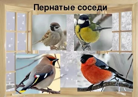 Пернатые друзья