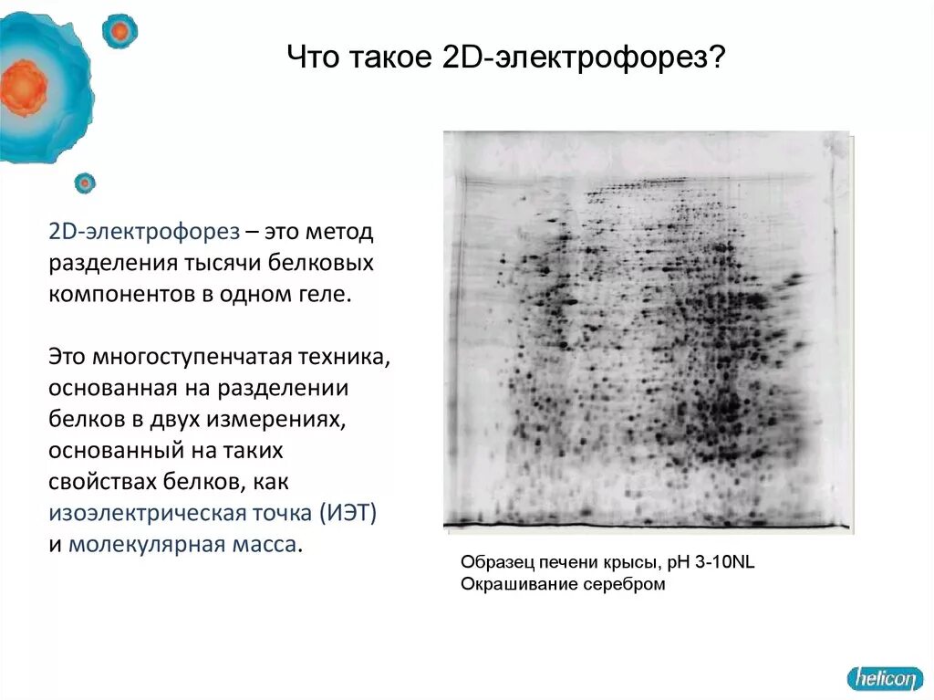 Тест песня электрофорез. Двумерный гель-электрофорез. Двумерный гель-электрофорез белков. 2d электрофорез белков. Двумерный электрофорез белков.