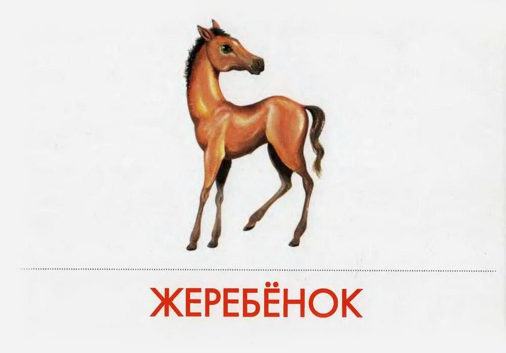 Дидактические карточки Маленький Гений Домашние Животные - отзывы покупателей на