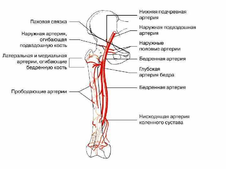 Кровоснабжение диафиза бедренной кости. Кровоснабжение бедра схема. Медиальная артерия огибающая бедренную кость. Артерии бедра анатомия схема.