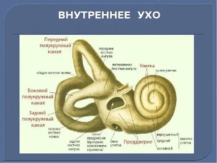 Строение внутреннего уха анатомия