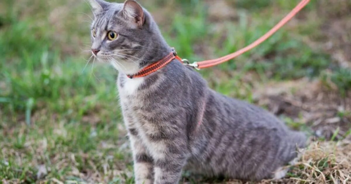 Прогулка кошки