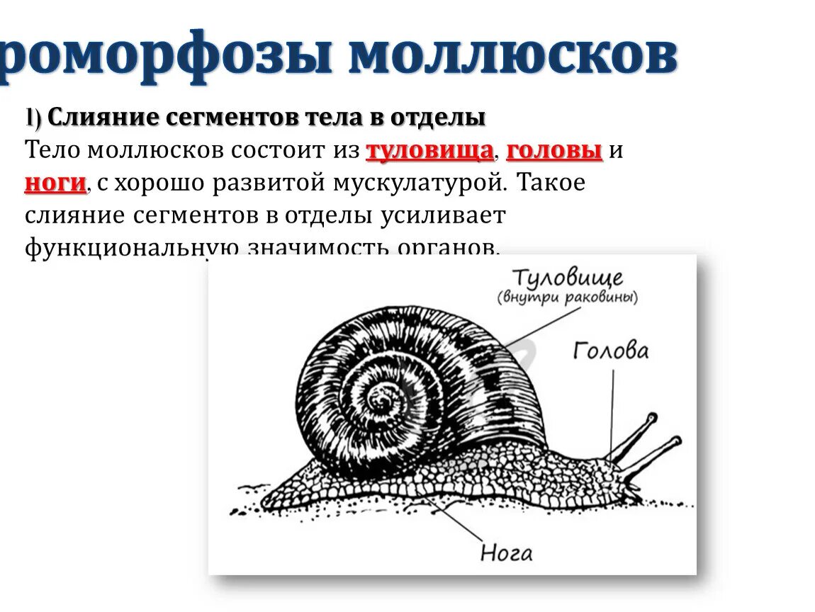 Сегментированное туловище. Сегментированное тело у моллюсков. отделы тела моллюсков. тело моллюсков сегментированное или нет. ароморфозы моллюсков.