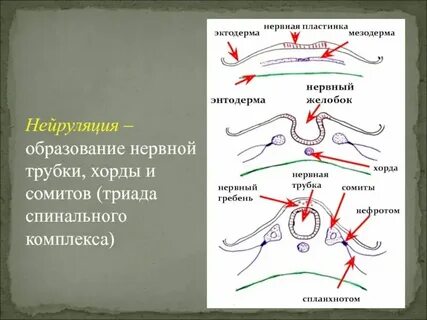 Содержит хорду и нервную пластинку