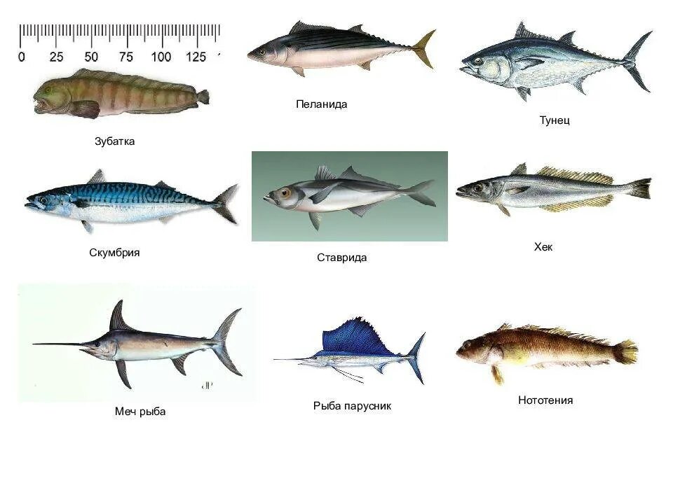 Семейство скумбриевых рыб названия. Тунец макрель скумбрия. Ставрида и скумбрия. Рыба семейства скумбриевых макрель. Типы рыб названия