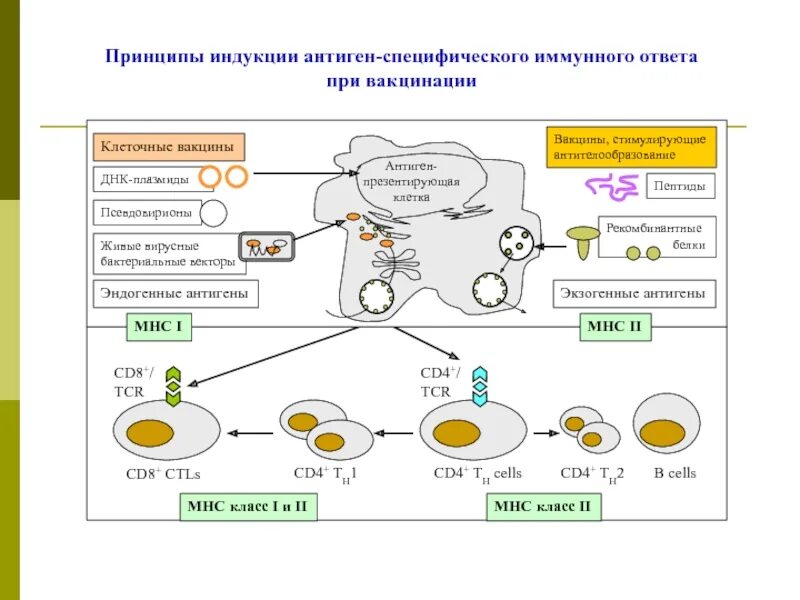 Фазы индукции специфического иммунного ответа. Стадия индукции иммунного ответа схема. Специфический иммунный ответ схема. Схема иммунного ответа при вакцинации.