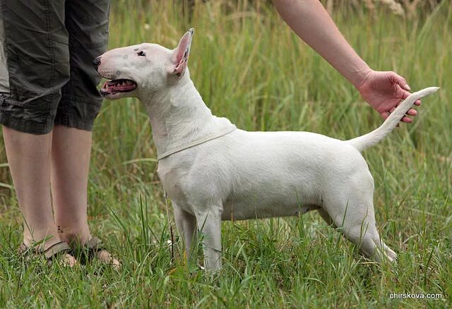 фрея бультерьер. бультерьер в холке. английский бультерьер. староанглийский бультерьер. стандарт миниатюрного бультерьера.