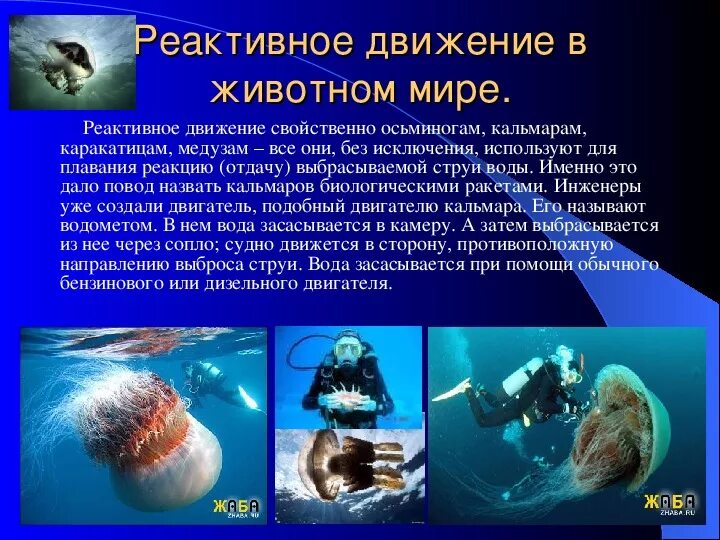 Сообщение реактивное движение по физике. Реактивное движение медузы. реактивное движение опыты. реактивное движение в природе.