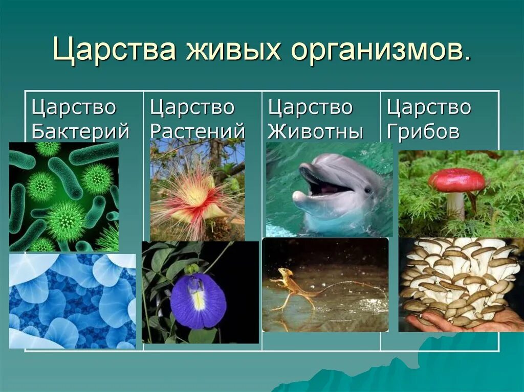 Царства живых организмов 6 класс