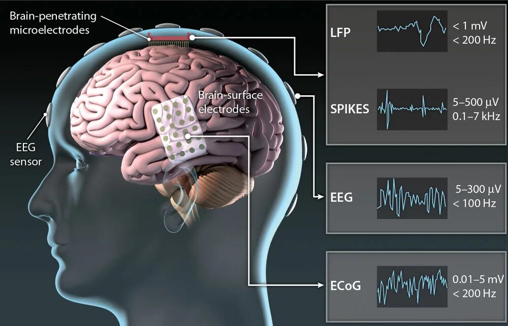 Long brain. Интерфейс мозг компьютер. Интерфейс мозг машина. Мозг подключенный к компьютеру. Нейрокомпьютерный Интерфейс.