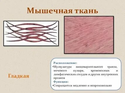 Какая ткань расположена между