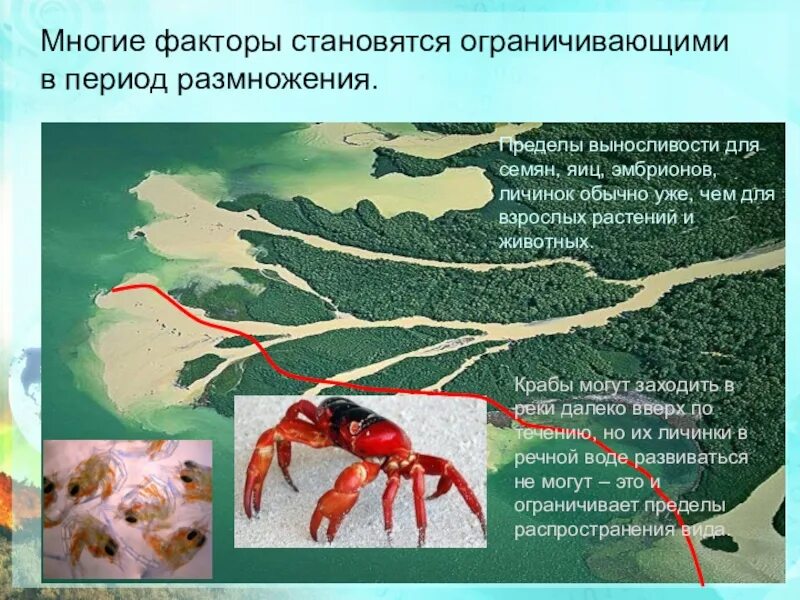 Какие факторы среды могут быть ограничивающими. Ограничивающий фактор примеры. Лимитирующий фактор. Ограничивающий фактор в экологии. Ограничивающий фактор это в биологии.