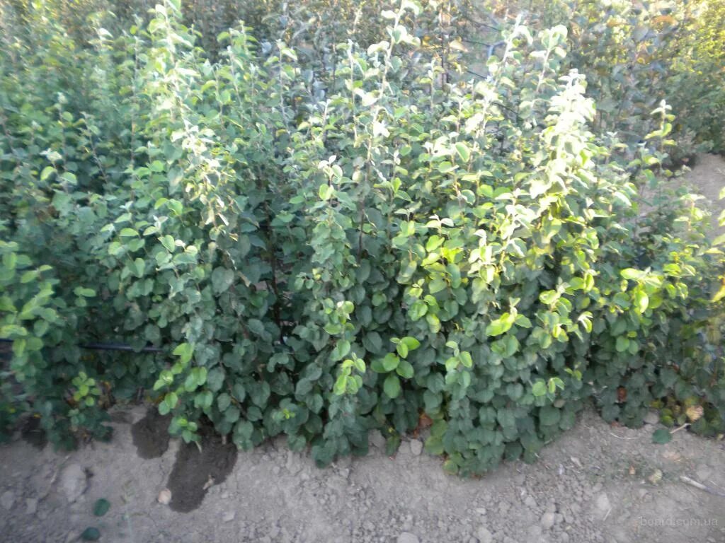 Подвой яблони 396. Клоновые подвои для груши. Антоновка подвой клоновый. Подвой айва ва 29. Айва s1 подвой.