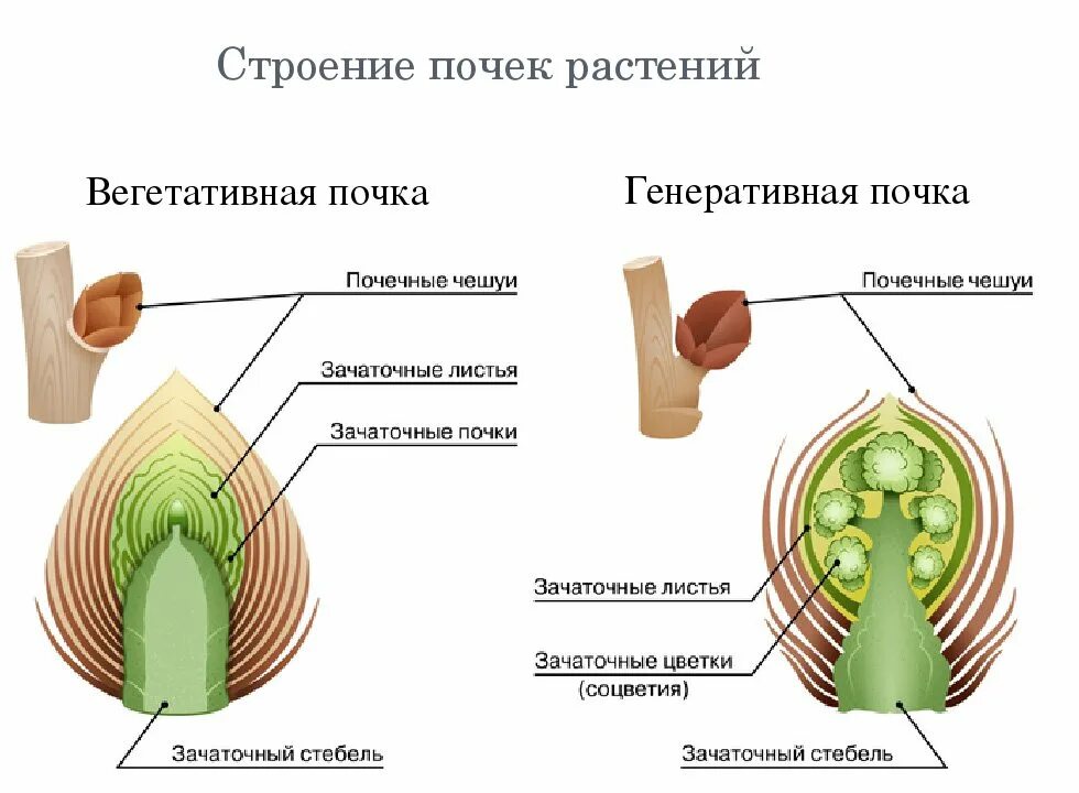 Функции генеративных почек. Строение вегетативной почки растения. строение почек растений вегетативная и генеративная. строение вегетативной и генеративной почки. внутреннее строение почки растения.