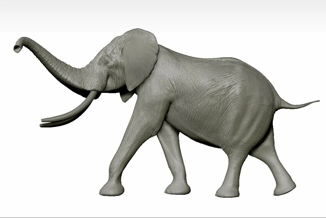 Слоник без рекламы. Слон на белом фоне. Слон сбоку. Слон в профиль. Слон вид с боку.