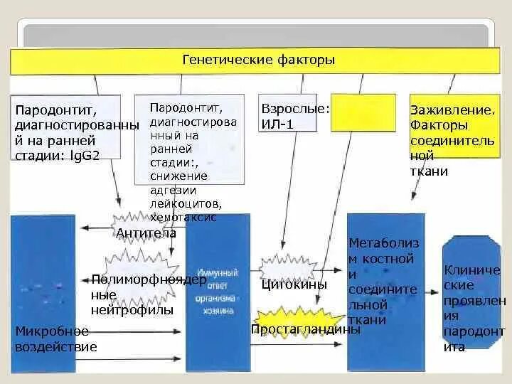 Факторы генофонда человека. Знак генетических факторов. Наследственные факторы относятся к. Генетические факторы риска развития пародонтита. Наследственные факторы относят к