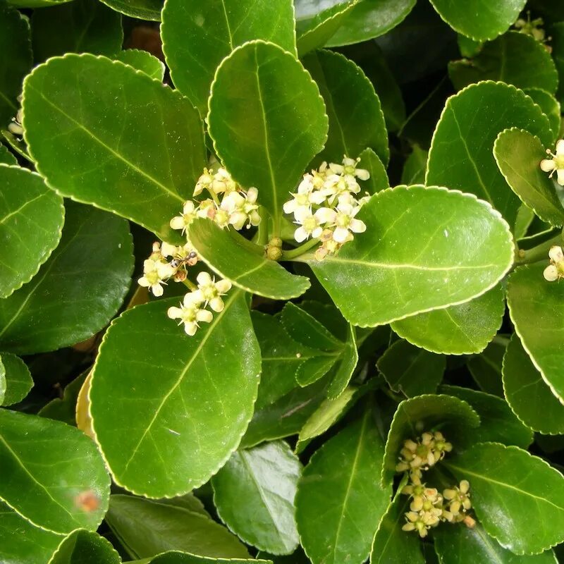 Вечнозеленые листопадные растения. Euonymus japonicus. Бересклет японский (Euonymus japonicus). Самшит бересклет. Бересклет хэппинес.