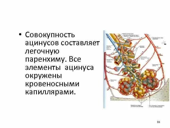 Ацинус является единицей. Ацинус легкого гистология. схема строения легочного ацинуса. ацинус анатомия.