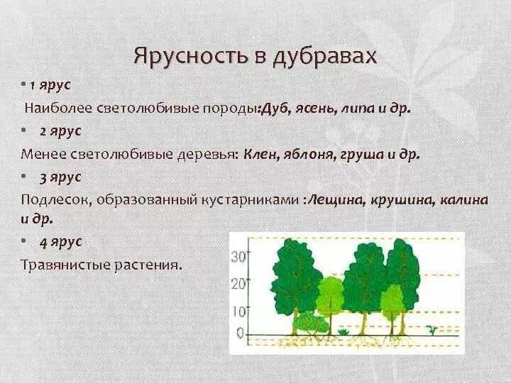 Дубрава ярусность леса. Ярусность деревьев в растительных сообществах Дубрава. Ярусность клёна и дуба. 1 Ярус 2 ярус 3 ярус деревья кустарники деревья. Каком природном сообществе наибольшее число надземных ярусов