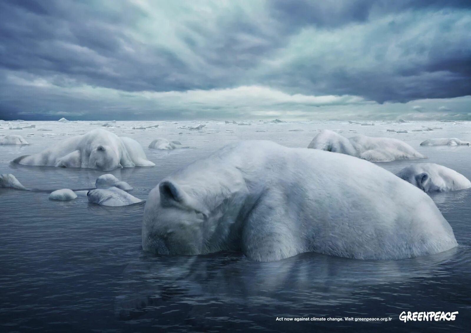 Медведь Гринпис белый медведь Гринпис. Потепление климата. Таяние ледников белые медведи. Глобальное потепление белые медведи.