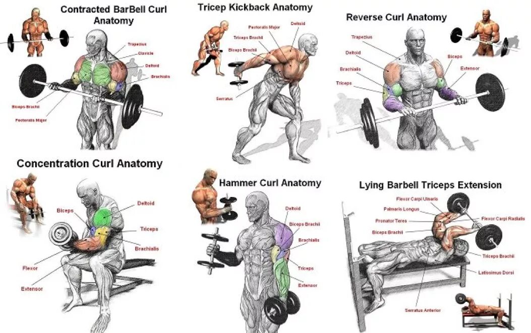 Бицепс тренировка в зале для мужчин. План тренировки на бицепс и трицепс в тренажерном зале. План тренировки на бицепс и трицепс. Упражнения на бицепс в тренажерном зале для мужчин. Программа тренировок на бицепс в тренажерном зале.