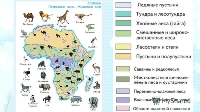 Животные африки 4 класс окружающий мир впр. Африка задания. Животные Африки задания. Африка задания для детей. Африка задания для дошкольников.