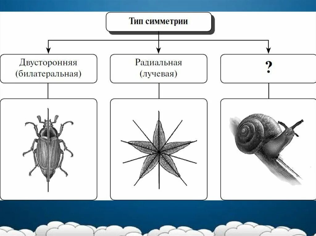 Какие типы симметрии бывают. Лучевая симметрия. Типы симметрии в биологии. Лучевая и радиальная симметрия. Симметрия животных.