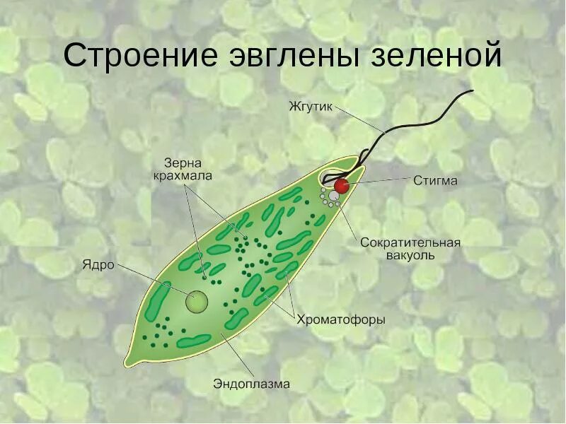 Эвглена под микроскопом строение. Эвглена зеленая строение стигма. Эвглена зеленая строение одноклеточных. Структуры клетки зелёной эвглены.