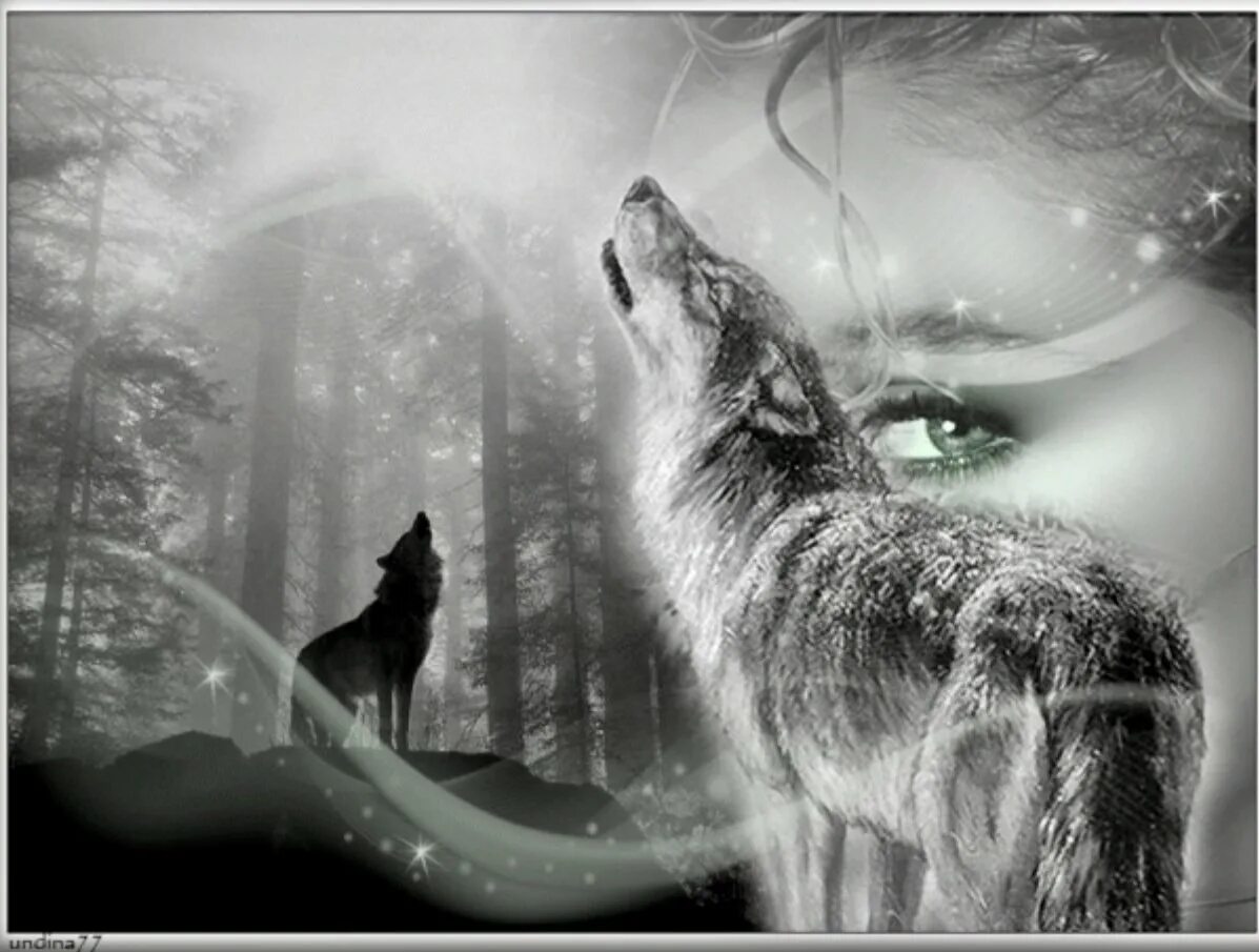 Одинокая волчица ночью. Красивый волк. Душа волка. Волк картинка. Одинокие волки.