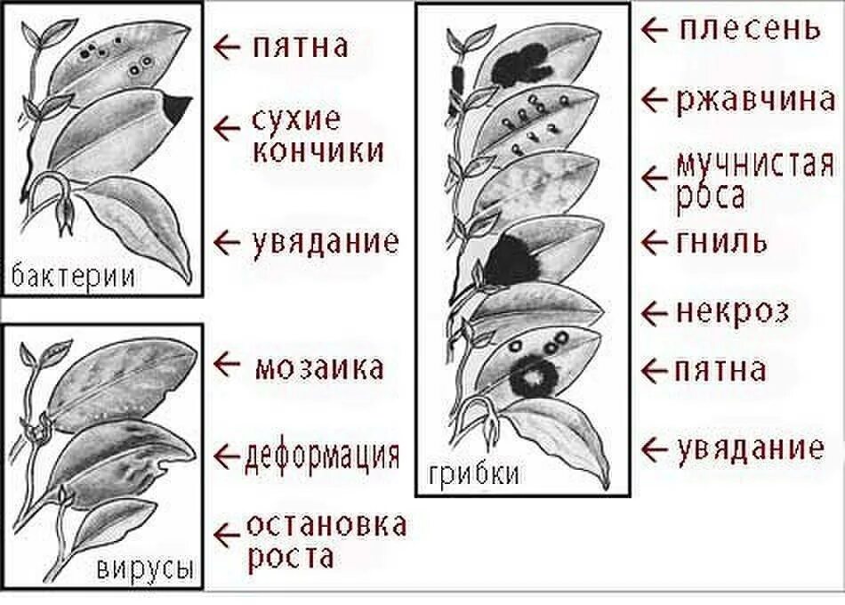 Заболевания растений по листьям. Типы проявления болезней растений. Определить болезнь растения по листьям. Определение болезней растений