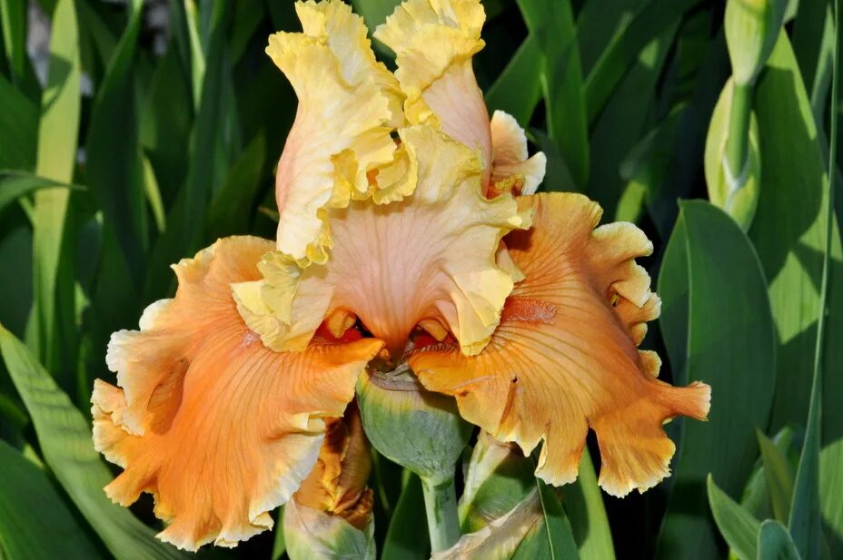 ирис отумн циркус. германские сорта. ирис германский apache warrior. ирис германика и бородатый. ирис отумн сиркус.