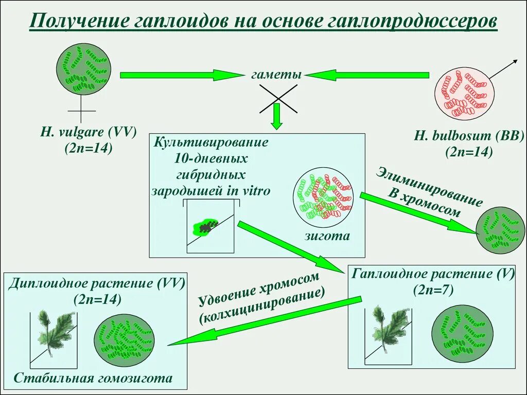 Методы биотехнологии растений. Гаплоиды растений in vitro. Высшие растения in vivo и in vitro клеточные культуры растений. Метод клеточных культур схема. Метод гаплоидов в селекции растений.