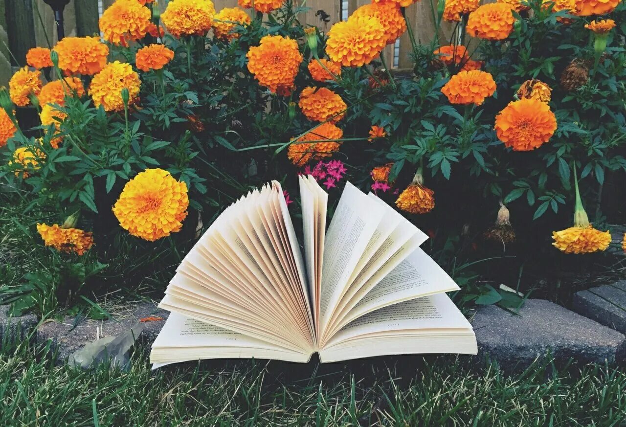 Книга это цветок. Цветок книжный. Красивый фон с книгами. Книга цветы. Книжка и цветок.