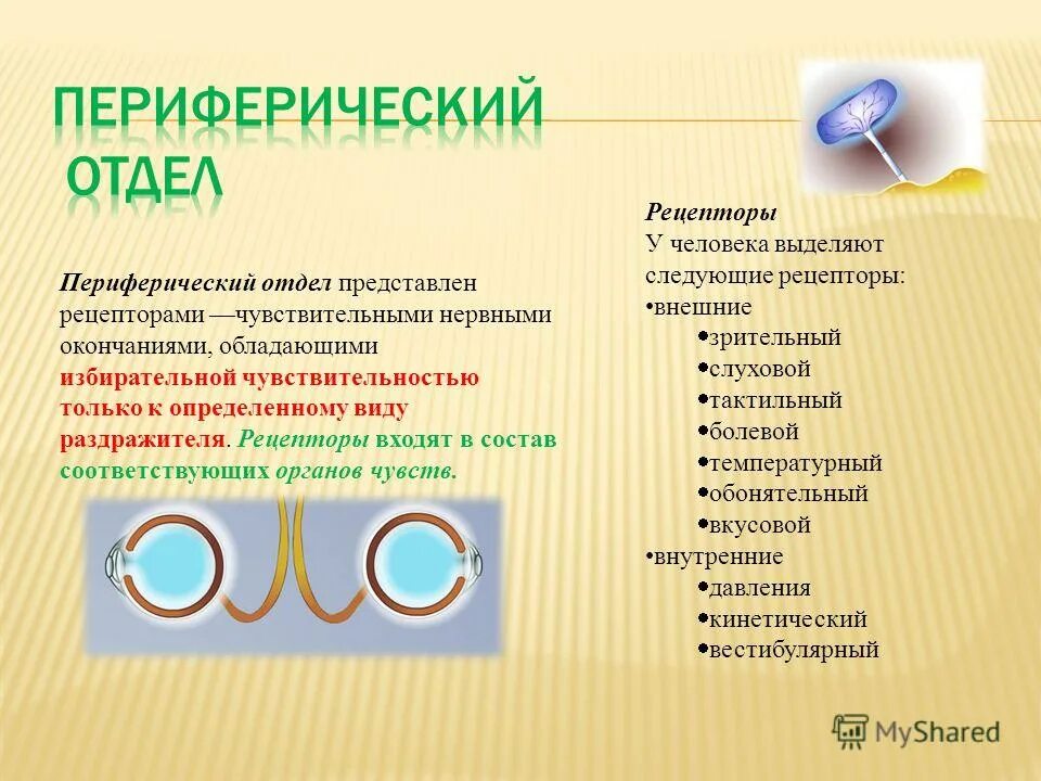 Структуры периферического отдела зрительного анализатора