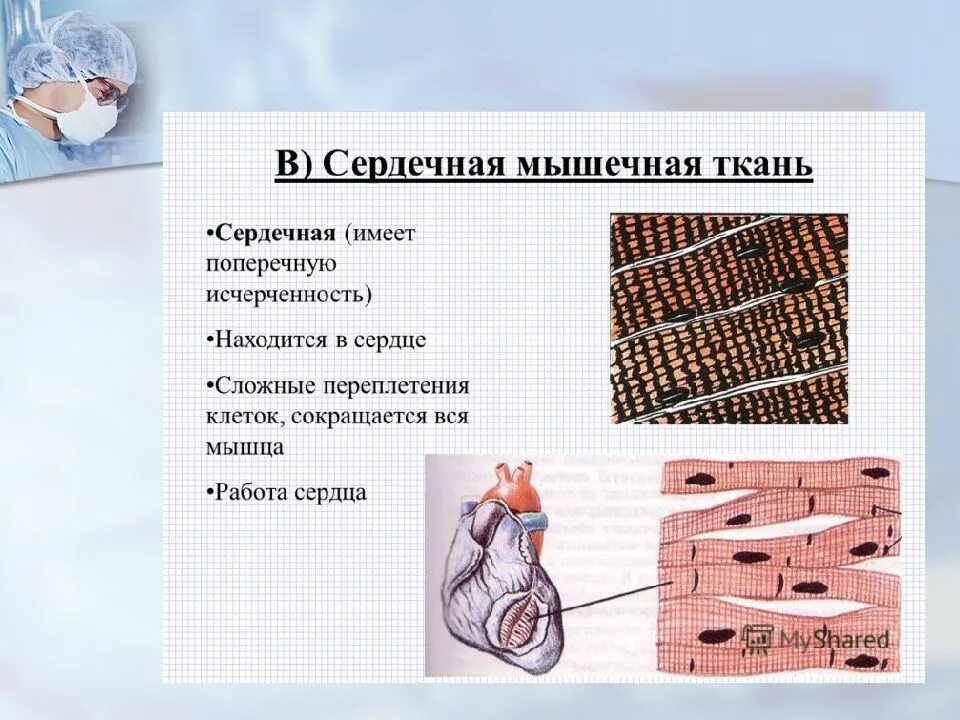 Состоит из клеток имеющих поперечную исчерченность. Поперечнополосатая сердечная мышечная ткань функции. Функции поперечно полосатой сердечной мышечной ткани. Строение поперечно полосатой сердечной ткани. Поперечно-полосатая сердечная мышечная ткань строение.