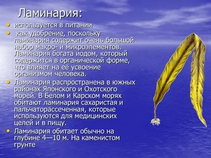 Бурая водоросль 9