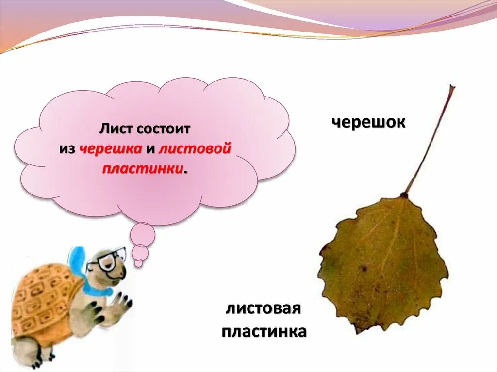 За лист составляет 1 1. Лист состоит из черешка и листовой пластинки. лист состоит из черешка и листовой пластины. листья черешок и пластина презентация. лист для презентации.
